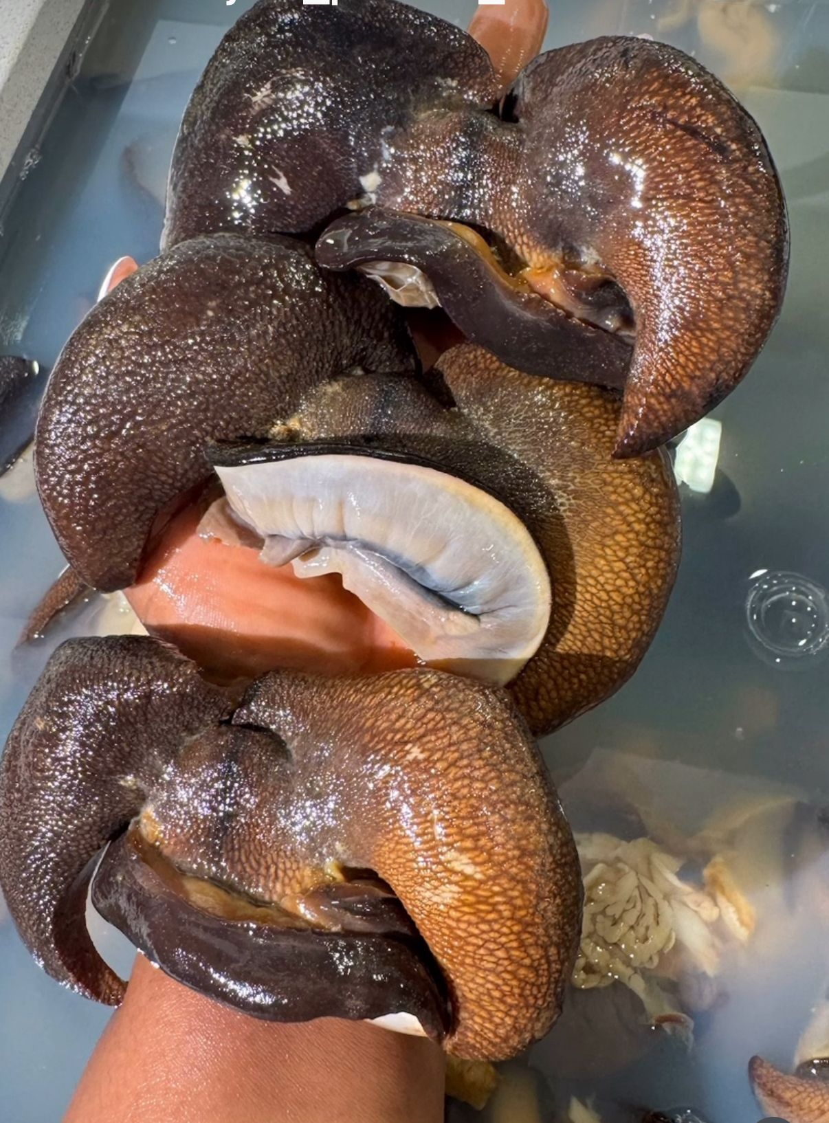 Bush Snail Large Bush snail (10pcs) - Image 1